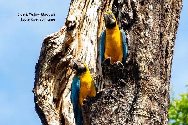 Macaws-LucieRiver