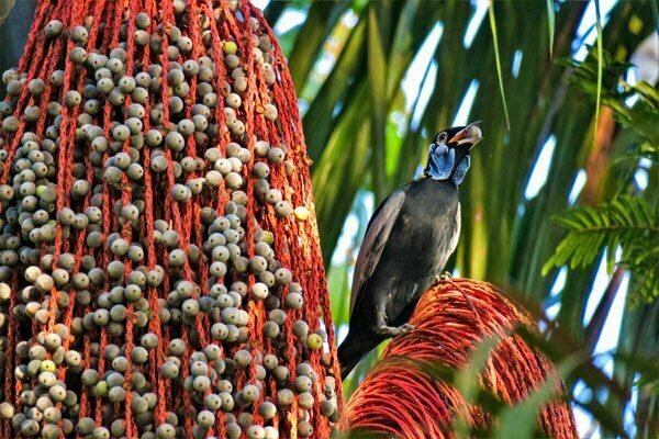 Bare-necked Fruit crow Seliba River Resort Suriname
