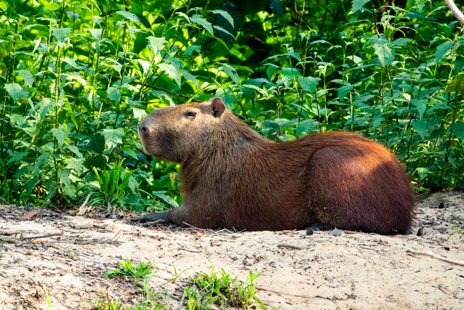 Capybara (kabalebo 4)