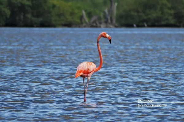 Flamingo
