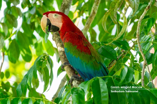 Green-winged Macaw