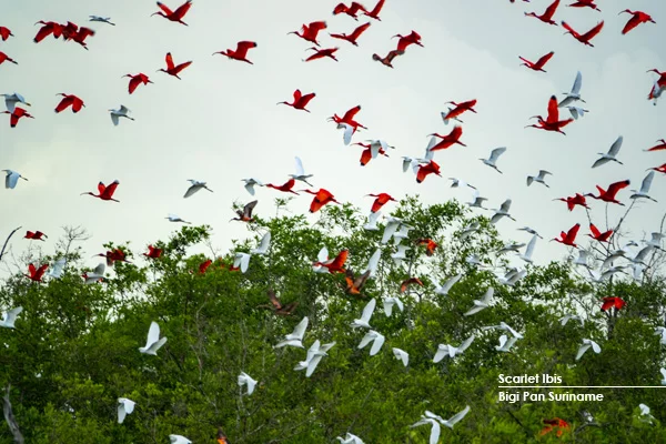 Scarlet Ibis
