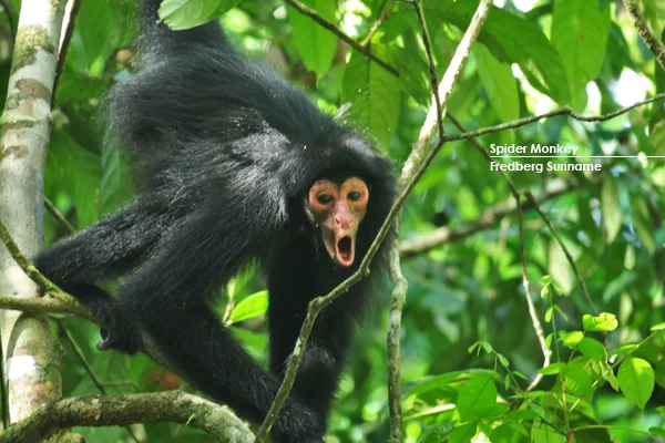 Spider Monkey