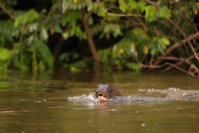 Giant river otters (2)