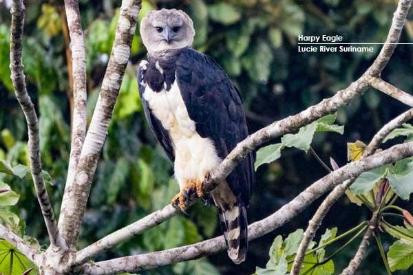 Harpy-Eagle---Lucie-River-Suriname