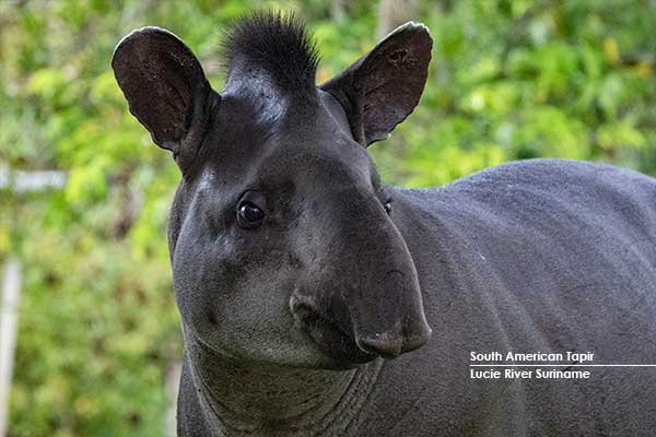 South-American-Tapir