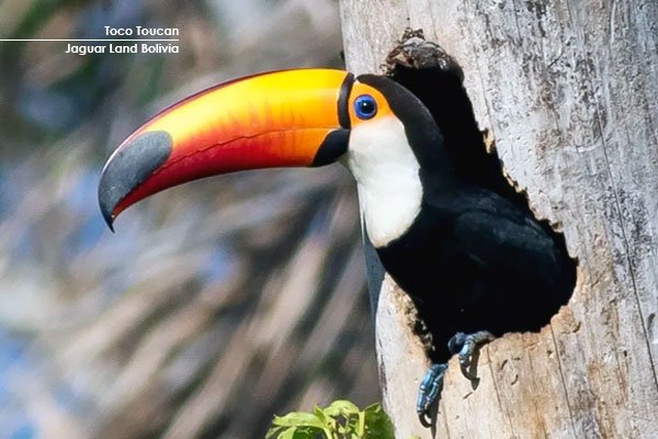 Toucan