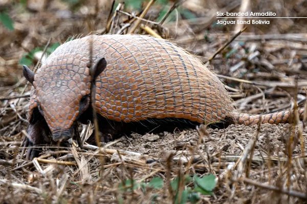 armadillo