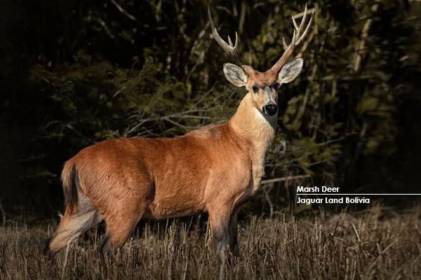 marsh deer