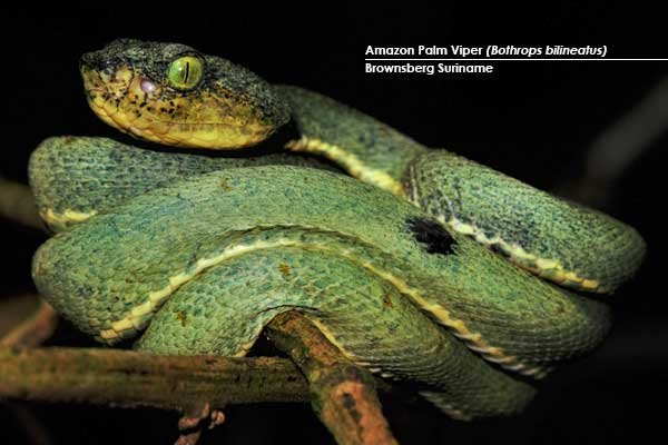 Amazon-Palm-Viper-(Bothrops-bilineatus)