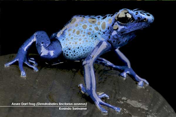 Azure-Dart-Frog-(Dendrobates-tinctorius-azureus)