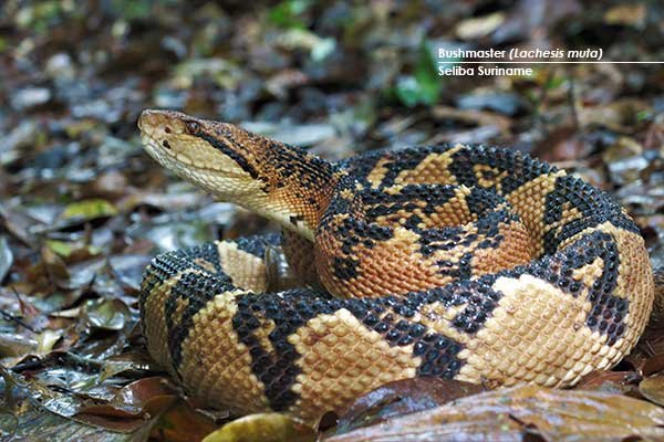 Bushmaster-(Lachesis-muta)