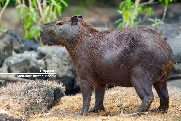 Capybara