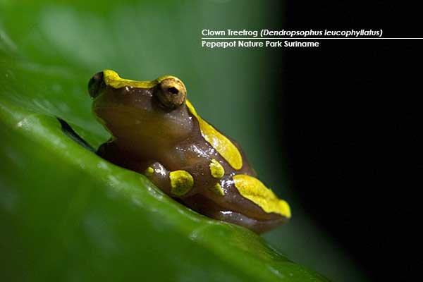 Clown-Treefrog-(Dendropsophus-leucophyllatus)