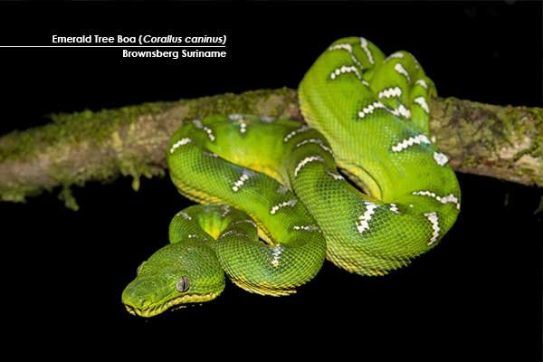 Emerald-Tree-Boa-(Corallus-caninus)