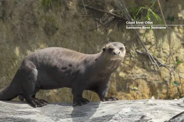 Giant-River-Otter