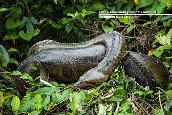 Green-Anaconda-(Eunectes-murinus)