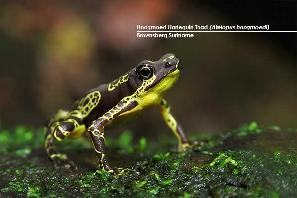 Hoogmoed-Harlequin-Toad-(Atelopus-hoogmoedi)