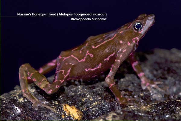 Nassau's-Harlequin-Toad-(Atelopus-hoogmoedi-nassaui)