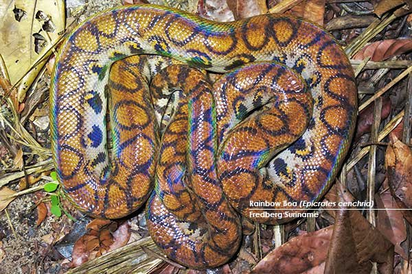 Rainbow-Boa-(Epicrates-cenchria)