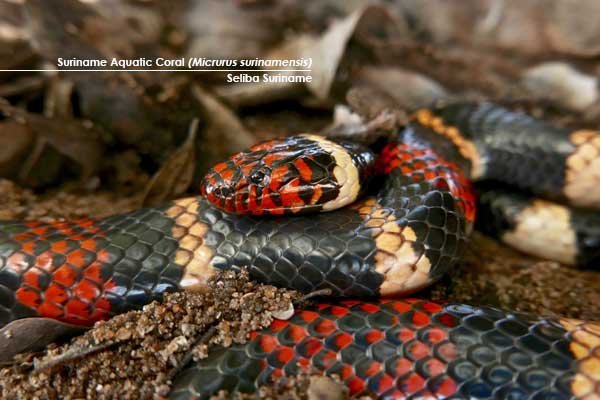 Suriname Aquatic Coral Snake (Micrurus surinamensis)