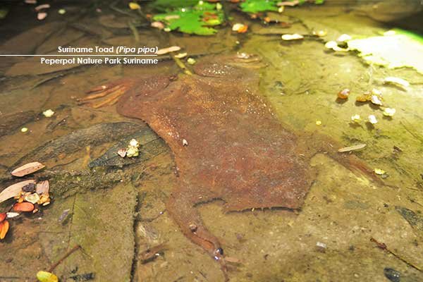 Suriname-Toad-(Pipa-pipa)