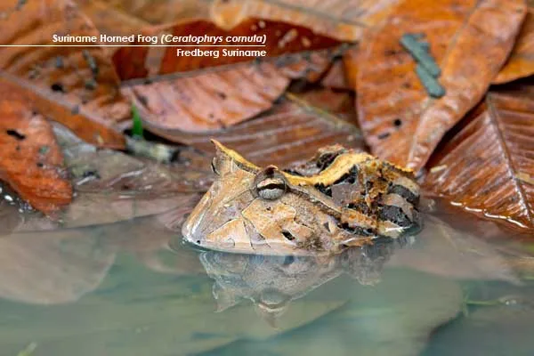 Ceratophrys-cornuta