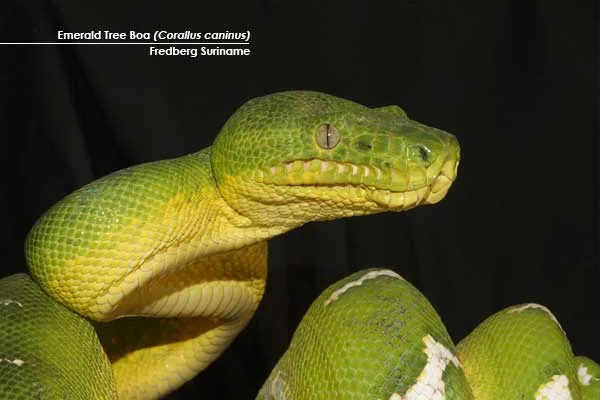 Emerald-Tree-Boa-(Corallus-caninus)