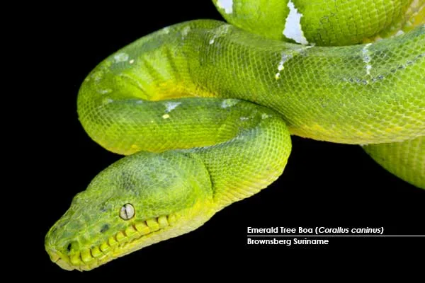 Emerald-Tree-Boa-(Corallus-caninus)