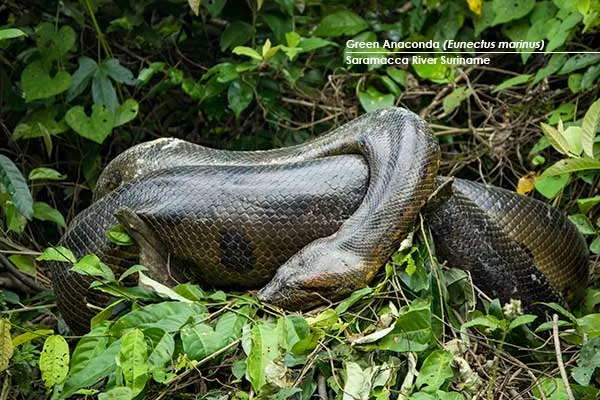 Green-Anaconda-(Eunectes-murinus)