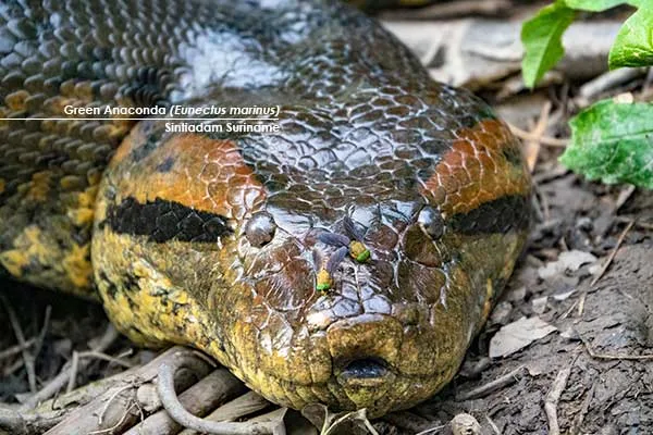 Green Anaconda (Eunectus marinus)