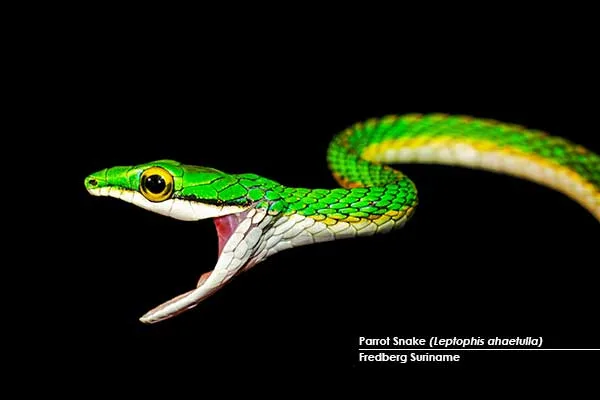 Parrot-Snake-(Leptophis-ahaetulla)