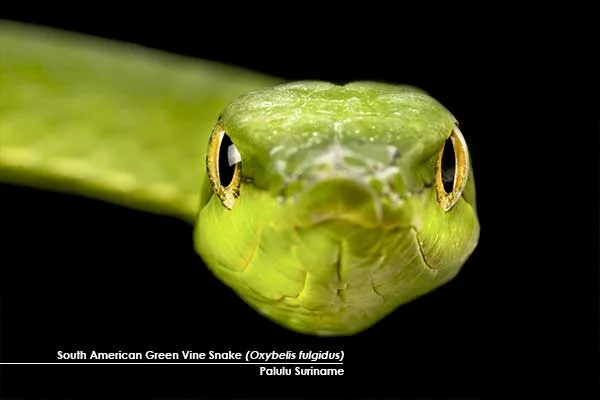 South-American-green-vine-snake-(Oxybelis-fulgidus)