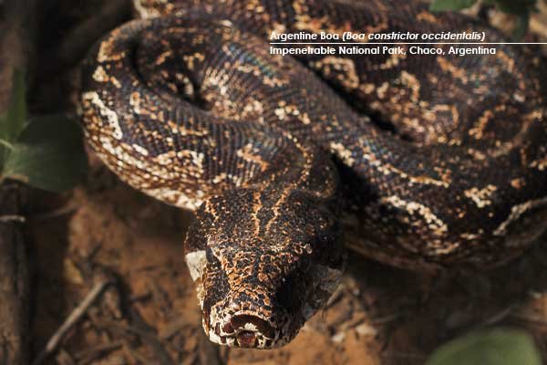 Argentine-Boa-(Boa-constrictor-occidentalis)
