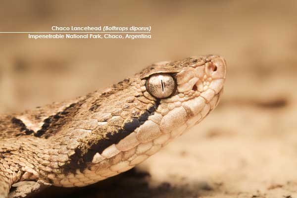 Chaco-Lancehead-(Bothrops-diporus)