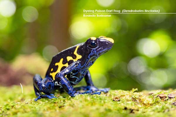 Dyeing-Poison-Dart-Frog-(Dendrobates-tinctorius)