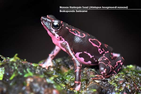 Nassau-harlequin-toad-(Atelopus-hoogmoedi-nassaui)