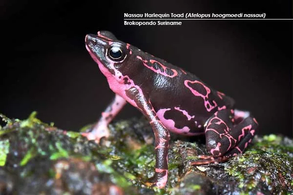 Nassau-harlequin-toad-(Atelopus-hoogmoedi-nassaui)