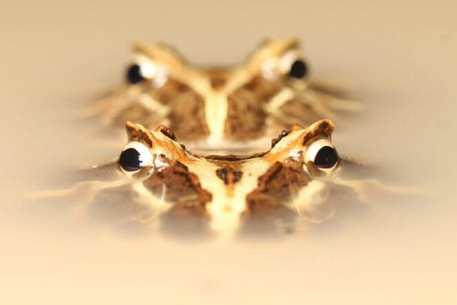 Pacman frog (Ceratophrys cranwelli)