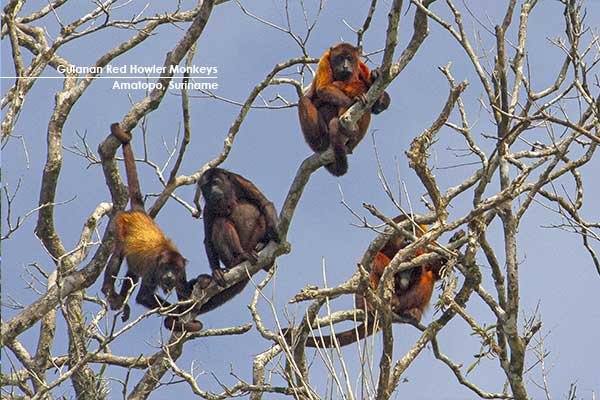 Red-Howler-Monkeys-(Amatopo)