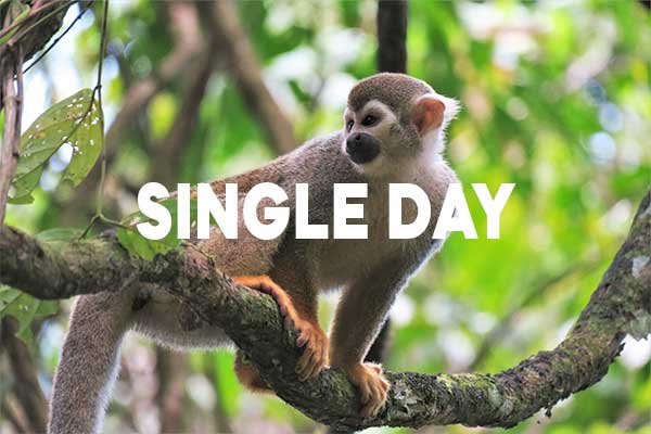 SINGLE-DAY
