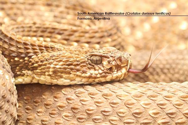 South-American-Rattlesnake-(Crotalus-durissus-terrificus)