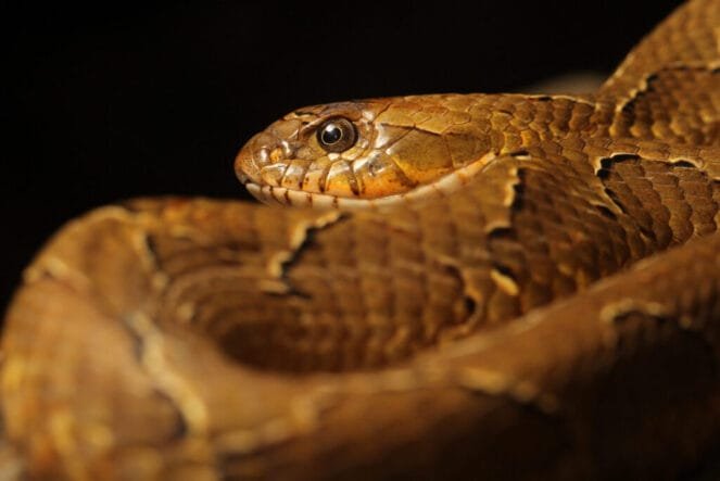 Wagler snake (Xenodon merremii)
