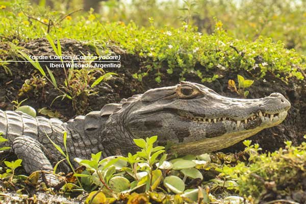 Yacare-Caiman