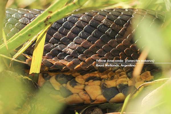 Yellow-Anaconda--(Eunectes-notaeus)