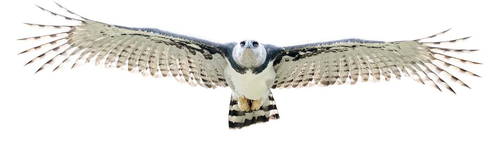 Harpy-Eagle-big