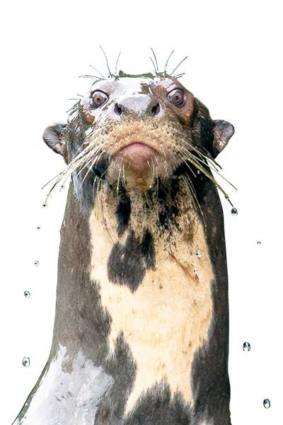 Otter Otter