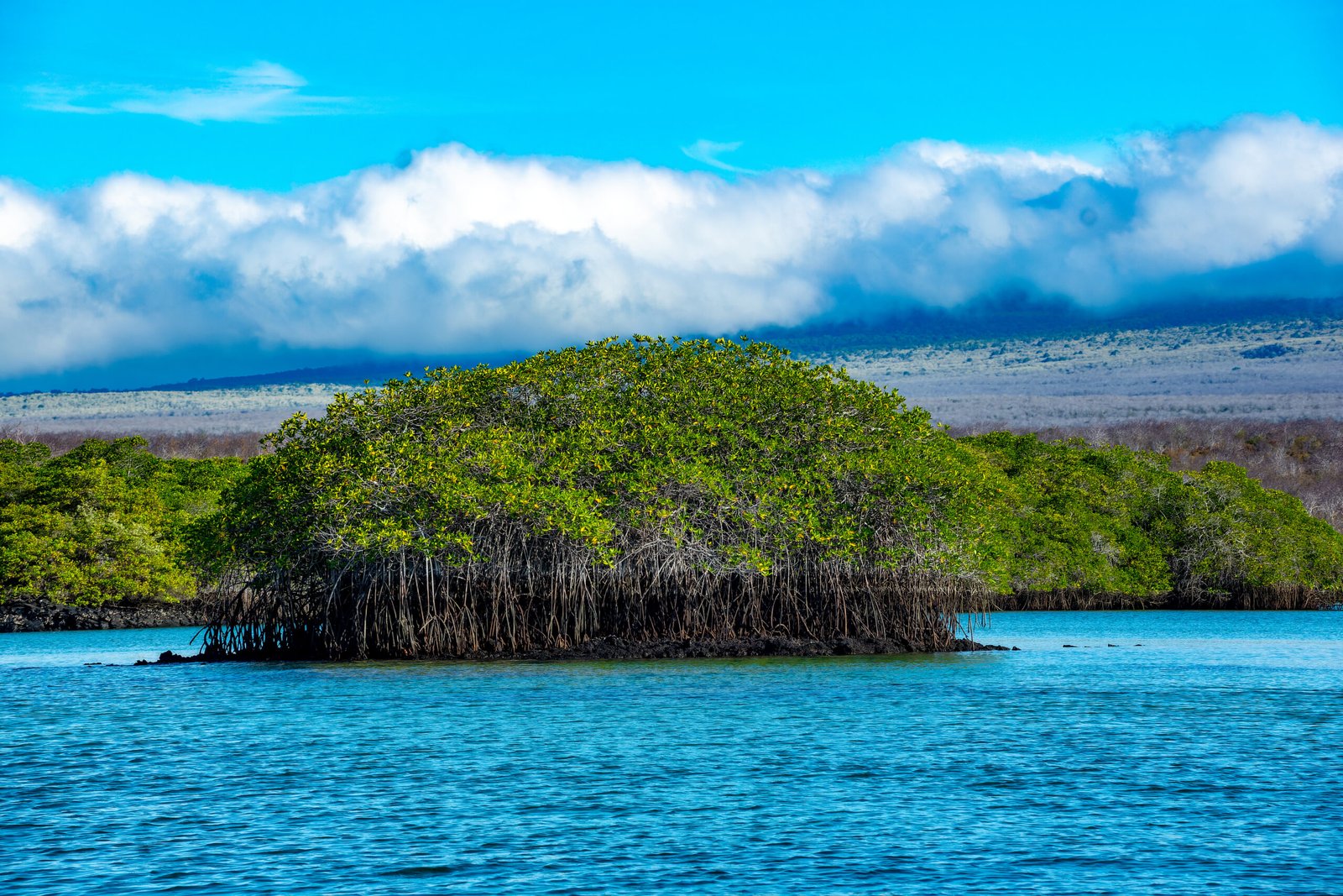 Black turtle cove