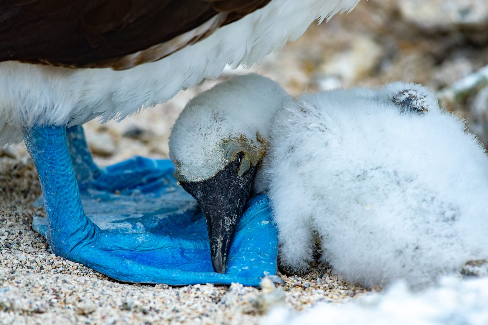 Blue-footed booby (2)