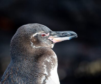 Galapagos penguin (2)